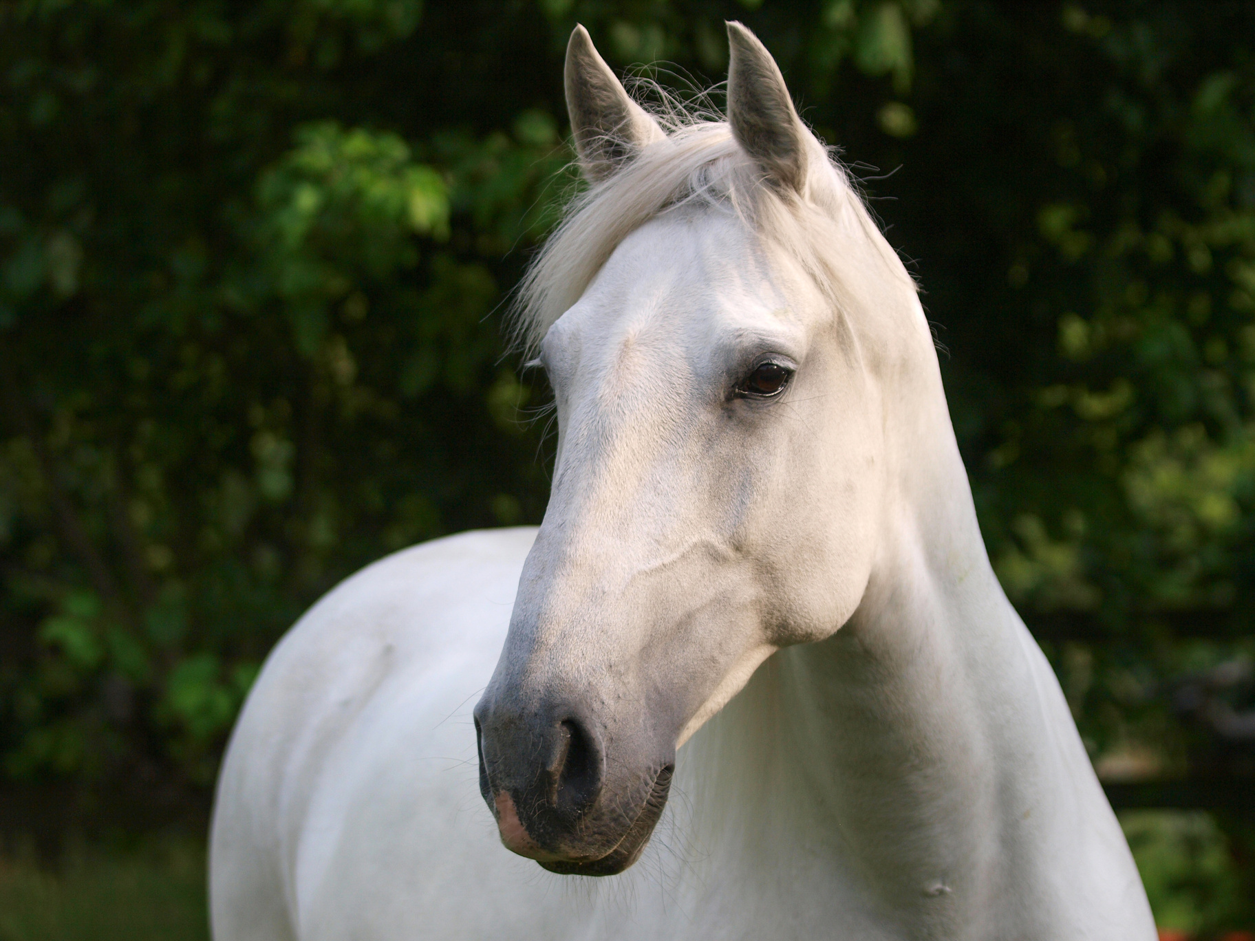 Beautiful Grey Horse